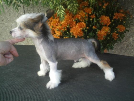 Ivaldi el Mariachi Al Maarii Sapphire