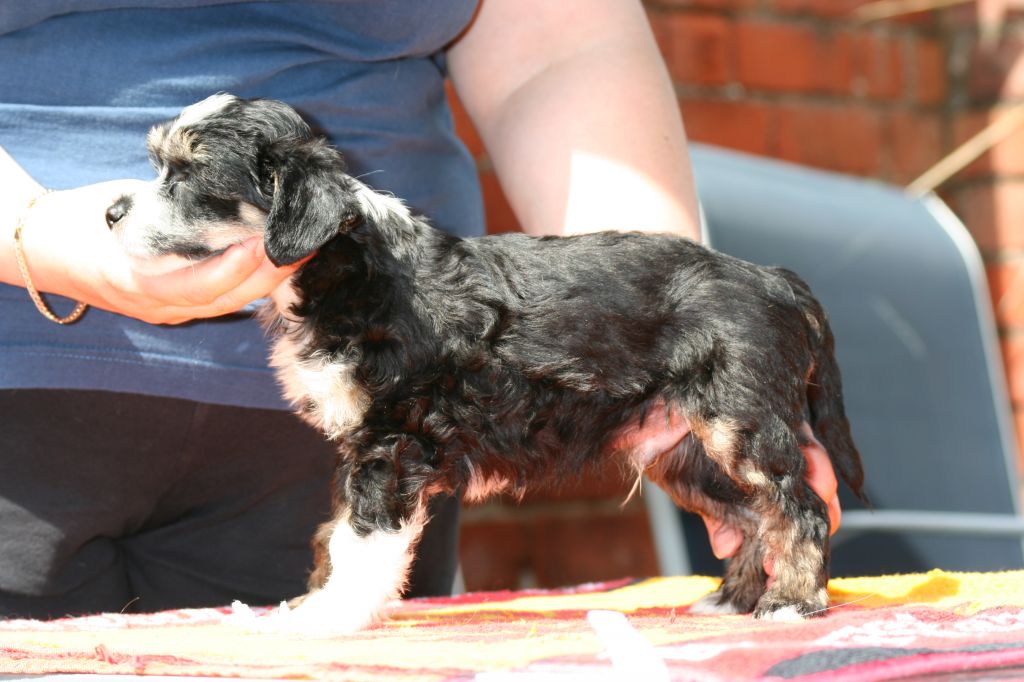 Tamarsh Dark Side Of Love