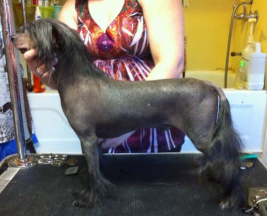 Honorato Fernandez Baylis