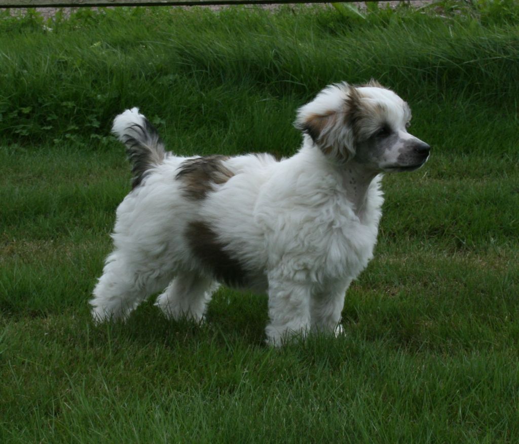 Proud Pony Dreamweaver