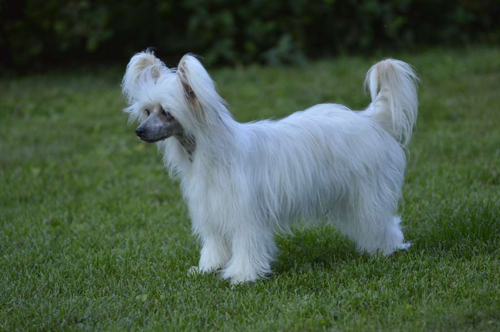 Pinky Twinky Vauhdin Hurma