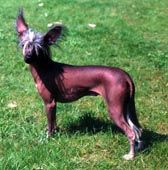 Lionheart Kassiopeia