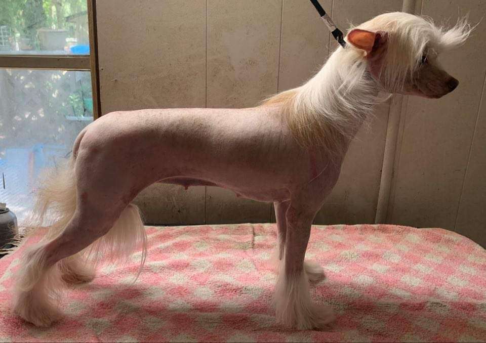 Deekays Aint I Just Peachy Keen