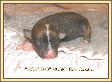 Sounds of Music Della Castafiore