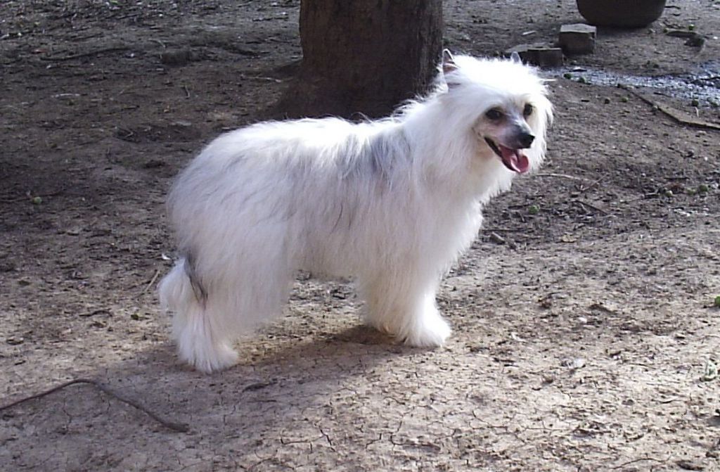 Camellia  Grazia Laila