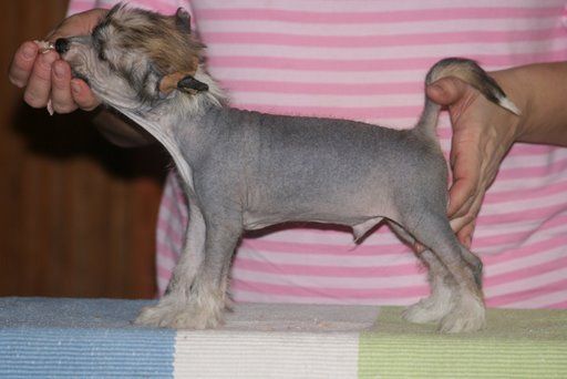 Zhannel's Mystery Man