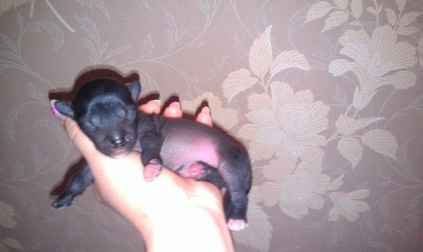 Ognenny Lotos Xihxok