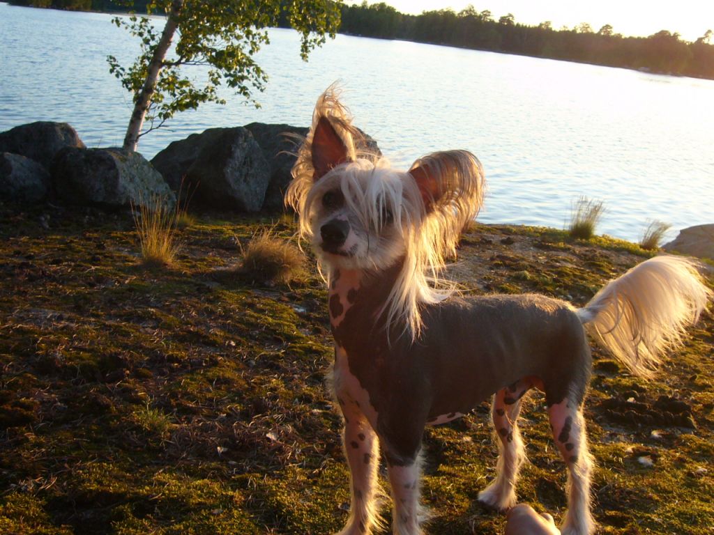 Meadowwood's Summer Dove