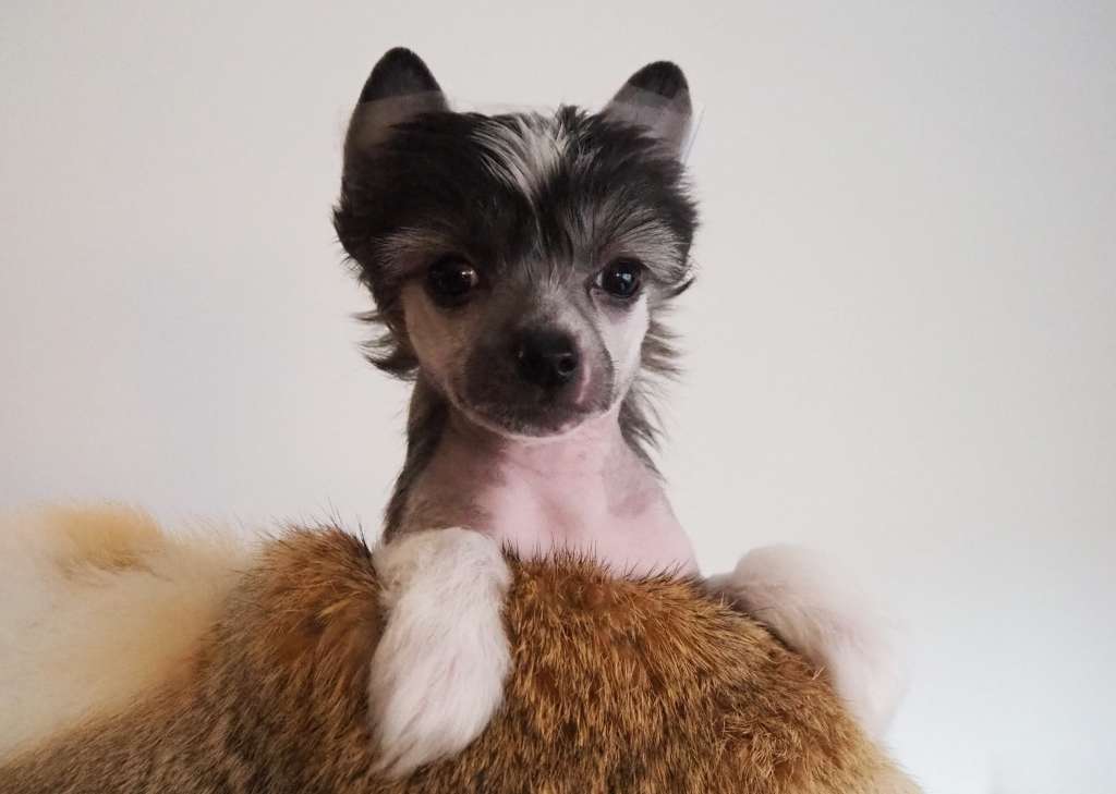 Beauty Of Babs One Million 't Wiesje