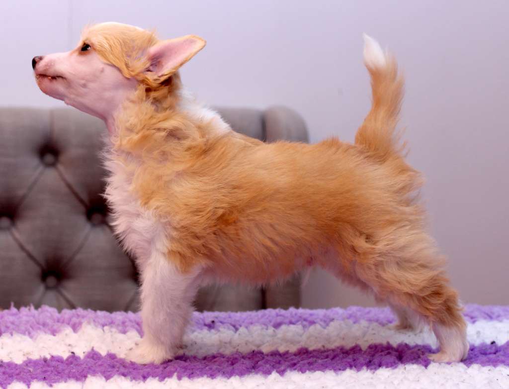 Artic Flyer's Son of a Bitch