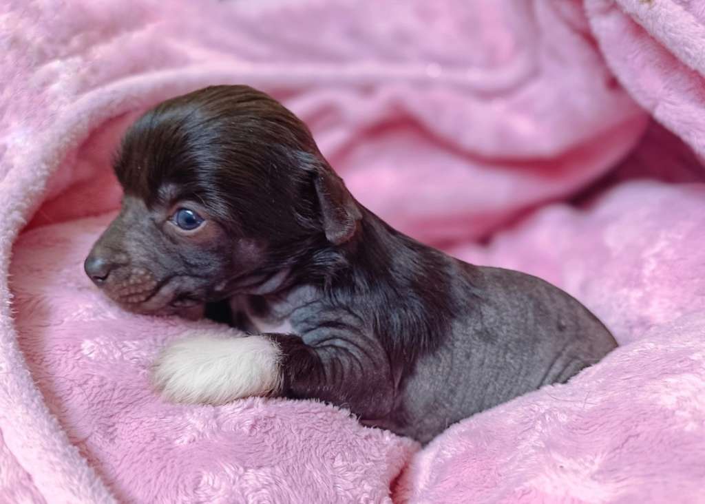 Oblivion Kinky Dinky