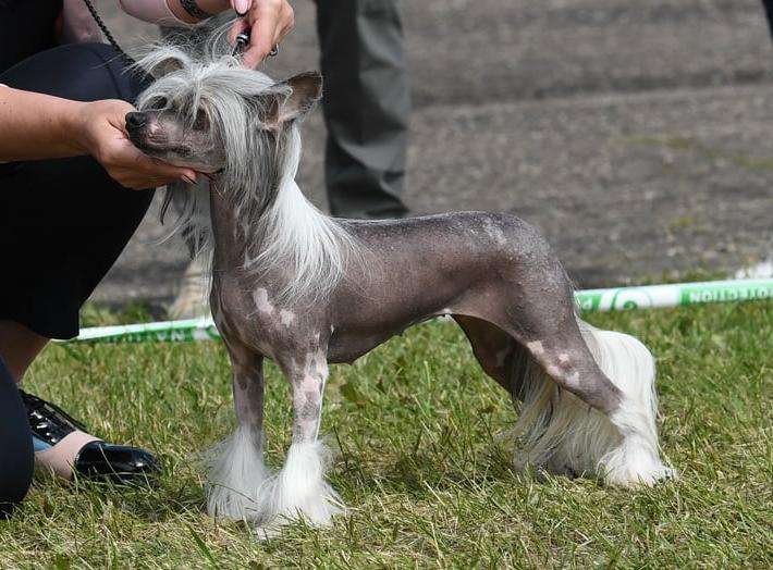 Mano Ponis Viva Victoria