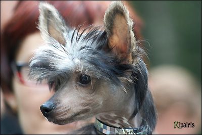 Dogland Happy Skybi Dy