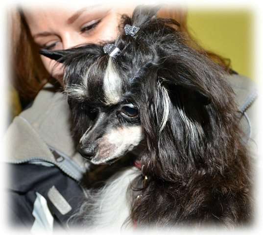 Art Revu Golkonda Privi(puff)