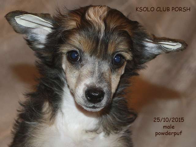 Ksolo Club Porsh