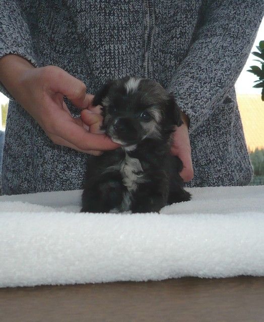 Idol Lord of the Dragon