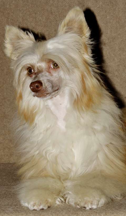 Anda Frelsis Grillage in Cappuccino