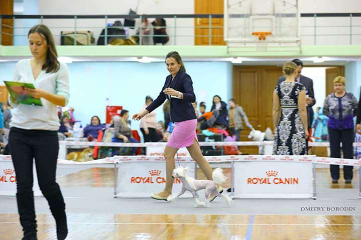 HitLine Ltd Kamelya for Famrus