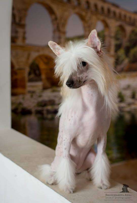 Zlato Dinastii Vanessa Mae