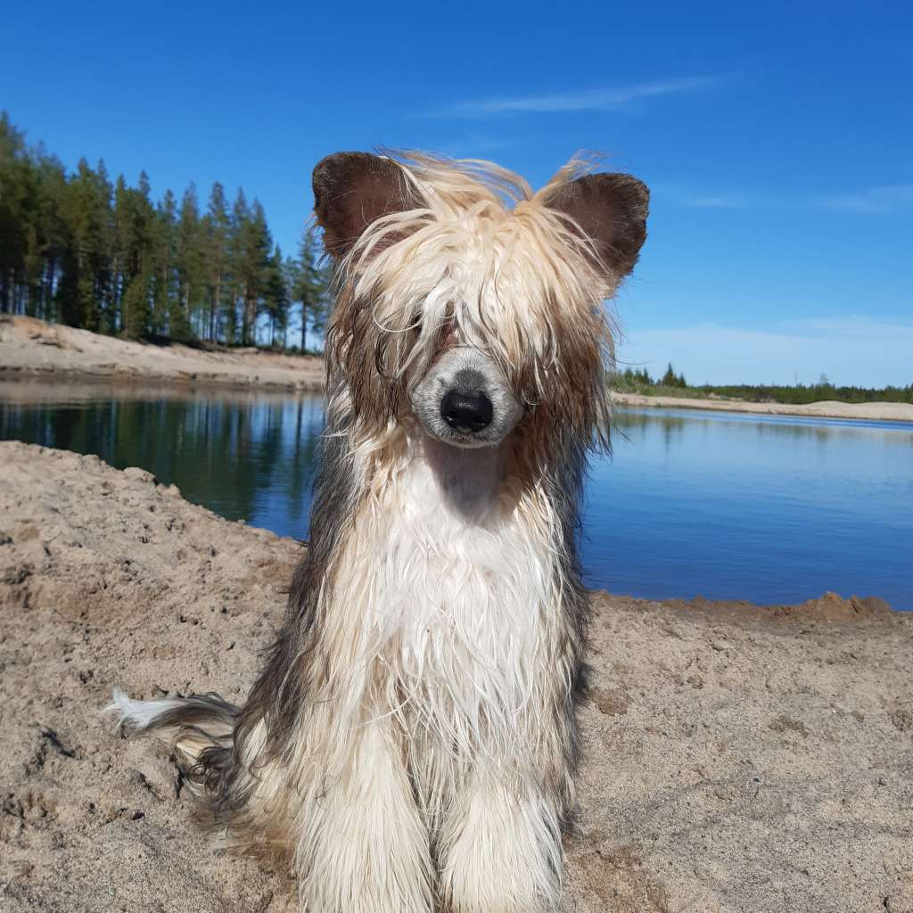 Pinky Twinky Odin The Allfather