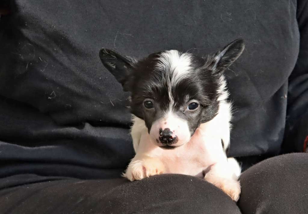 Ronja Queen Malverne