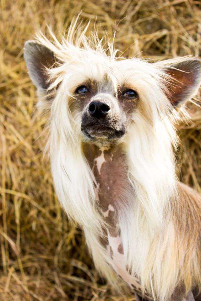 Margo RoyalStar Golden Lene