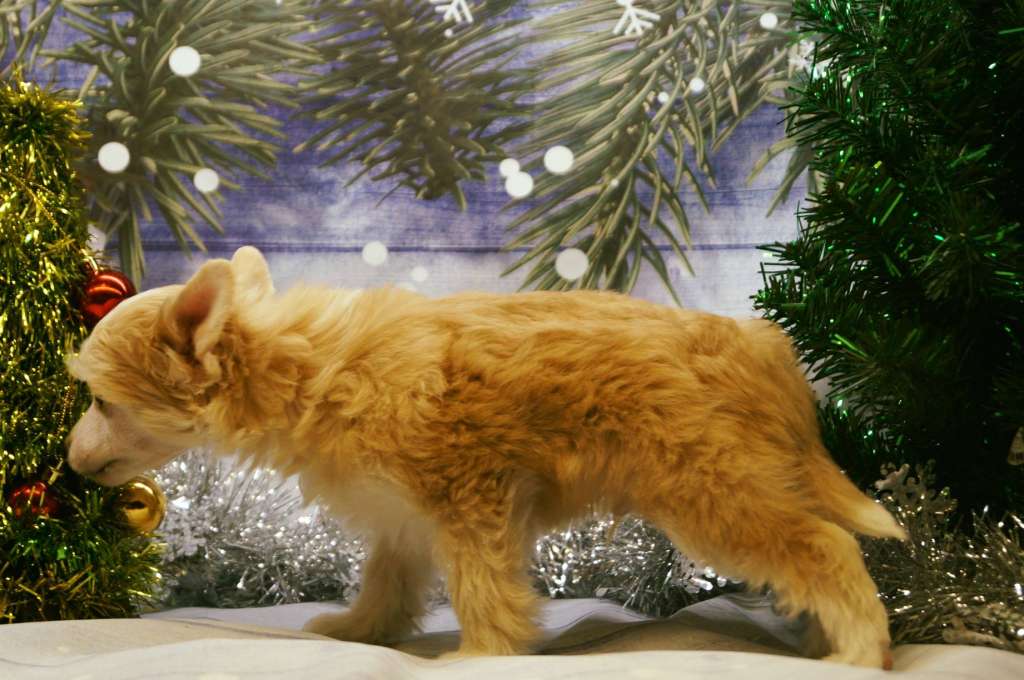 Picture