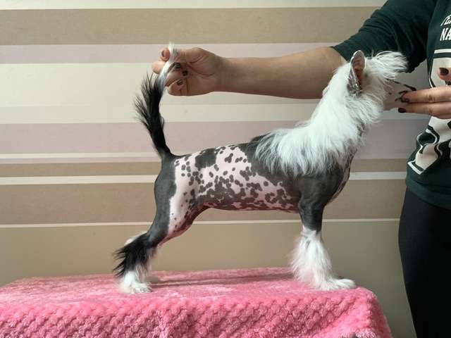 AkDeniz Flamenco Flame