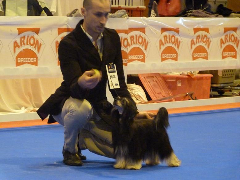 Saphira del Templo de los Dioses