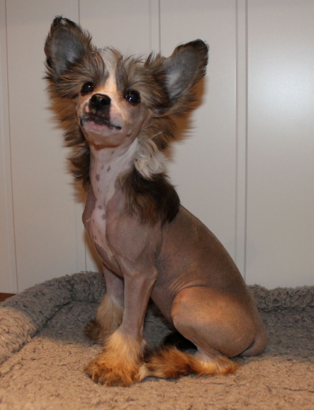 Curlycrest's Share A Dream