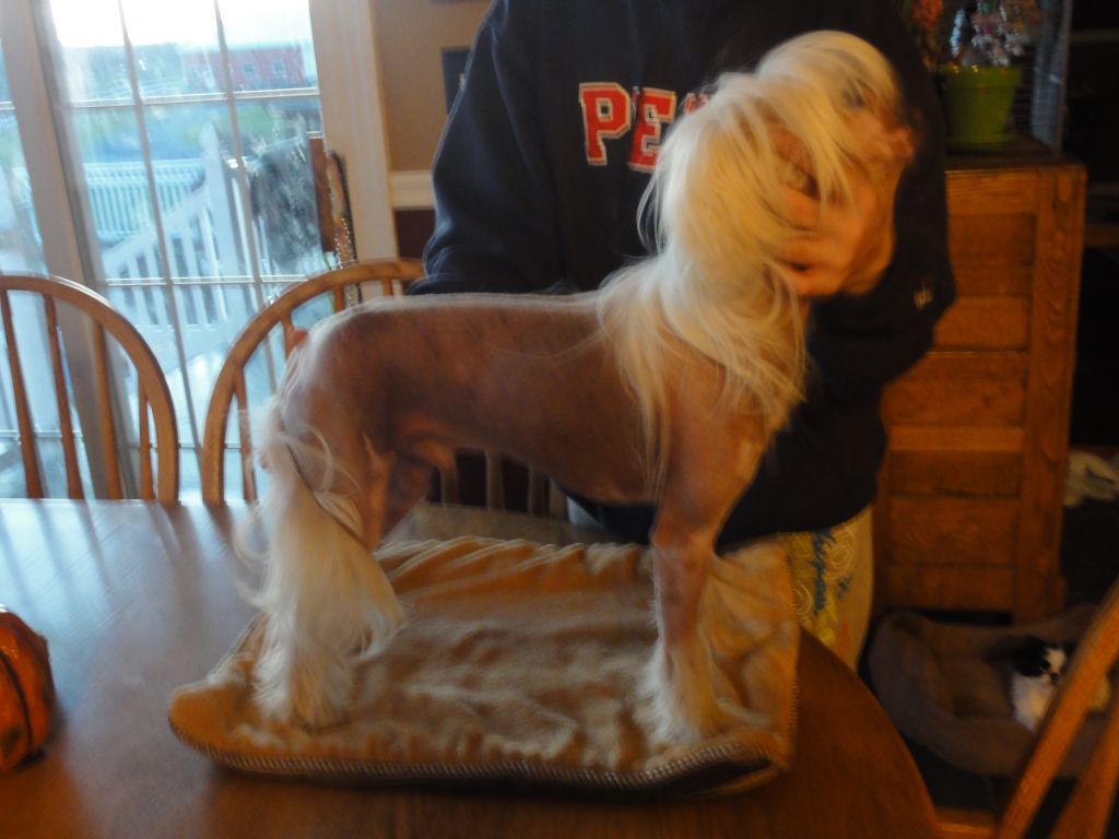 Six Gems Going FreeLance of Maji