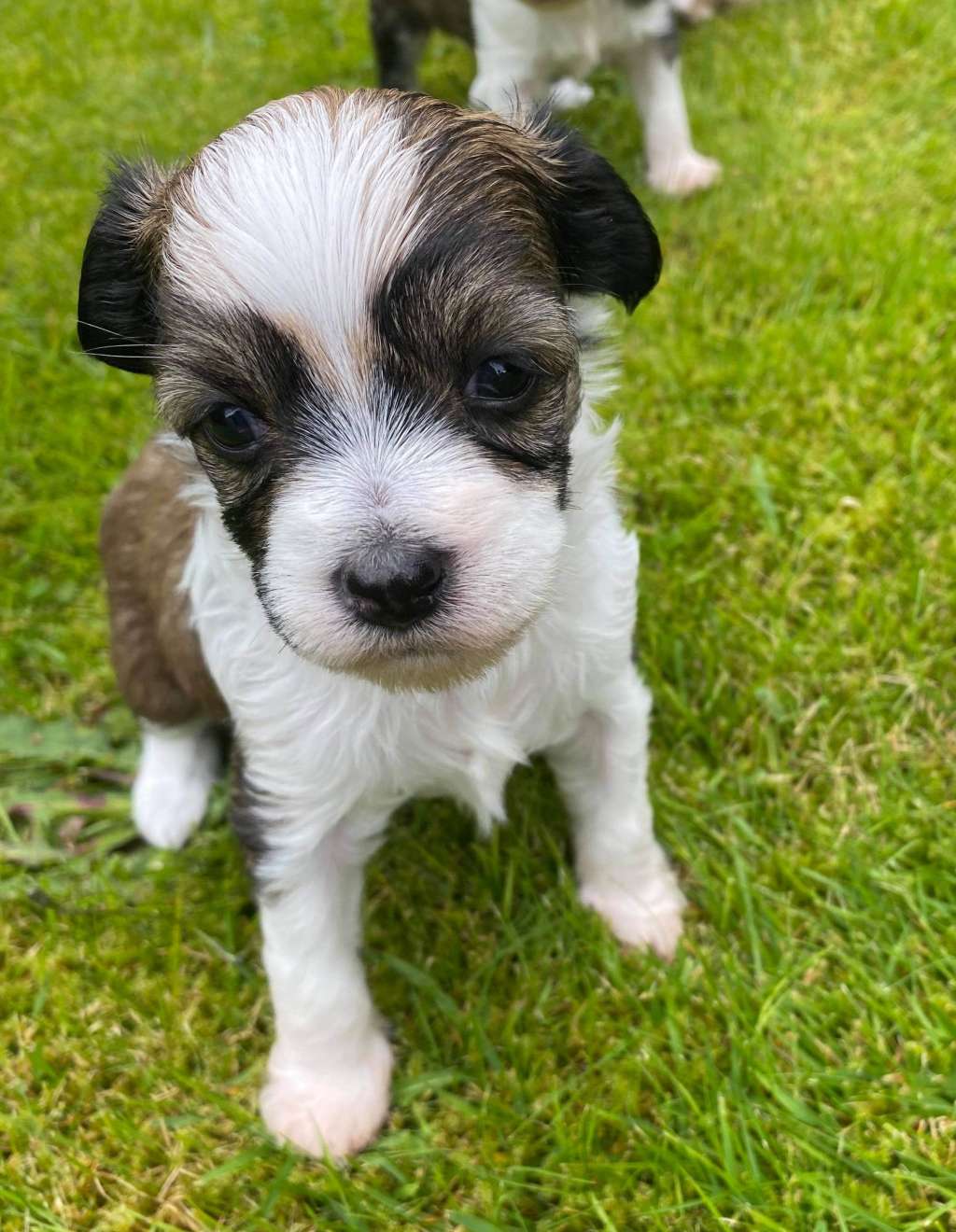 Crested Vixen's Sphynx