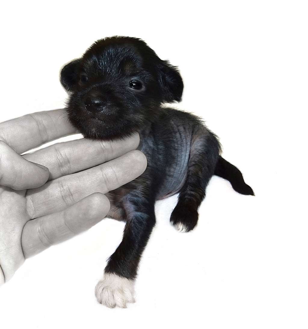 Palmiro Diamond of the Night