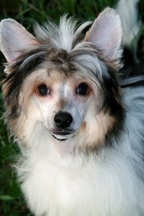 Dogland Happy Amadey