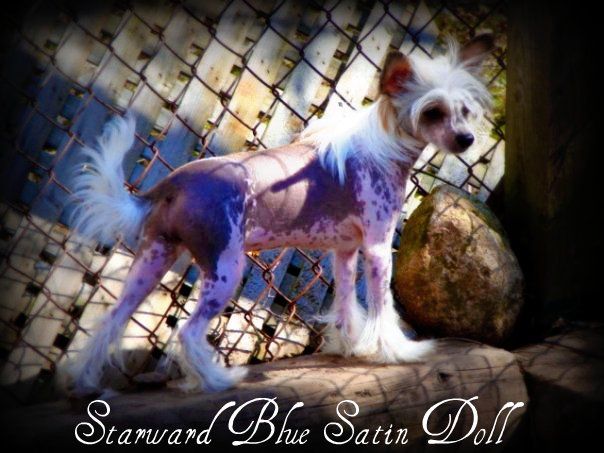 Starward Blue Satin Doll