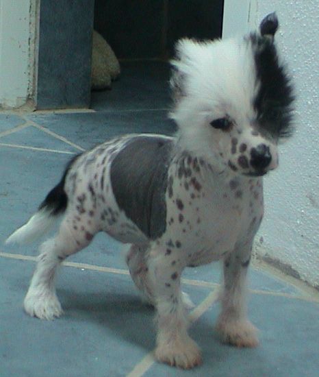 Magic Carpet's Crazy Girl