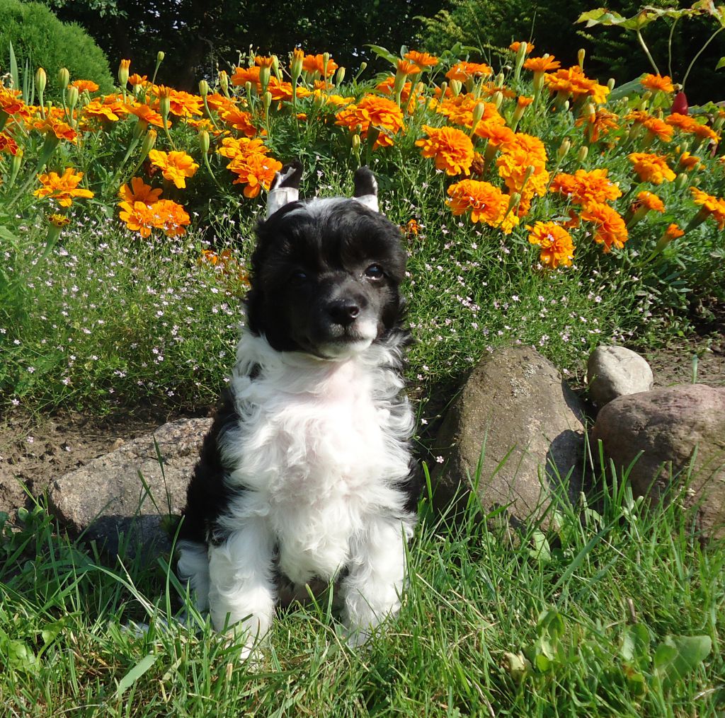 Blueberry Auksine Venera (Blueberry Golden Venus)