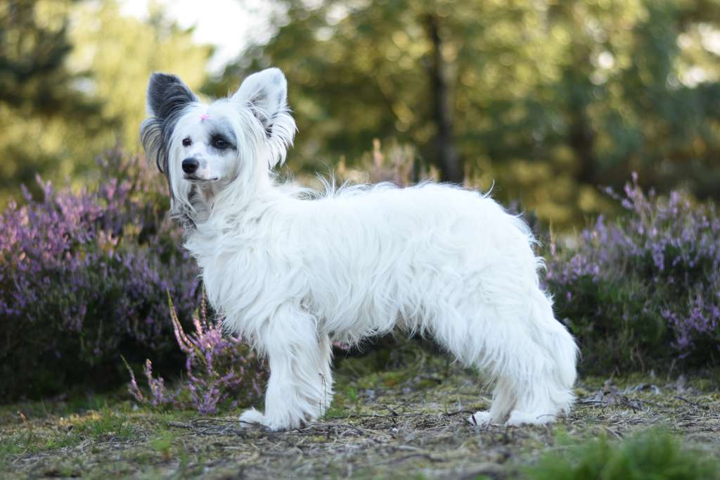 Dark Knight's Atanua Skunai