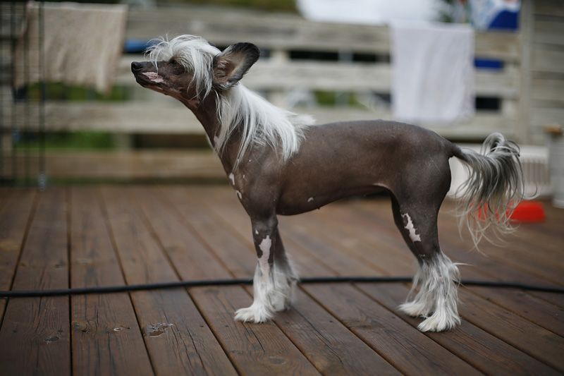 Dyrdals Bello mi Belizimo Dream