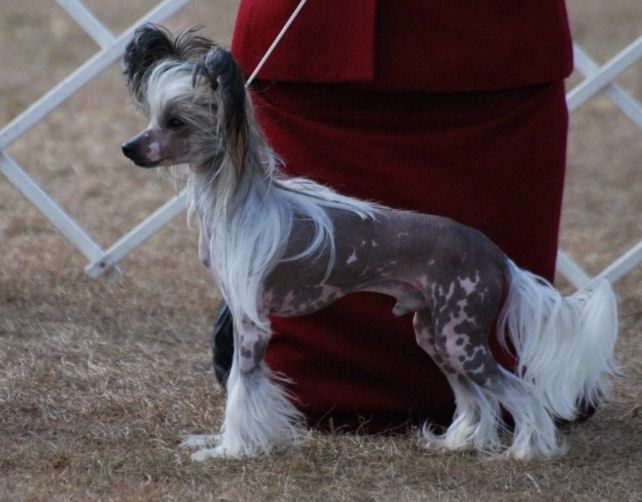 Cristalls Zonda Roadster