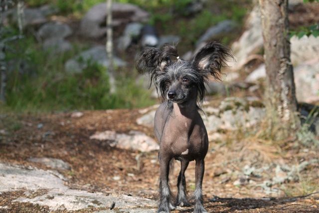 Kaunisvirran Pocahontas