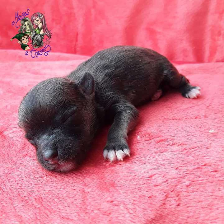 Bruce Banner de Meigas e Trasnos