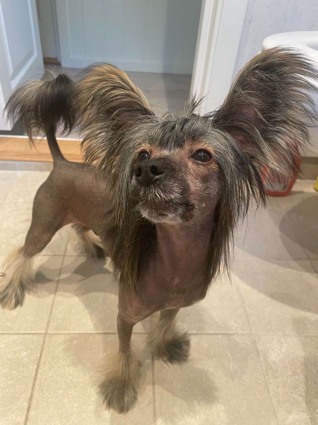 Curlycrest's Jam for The Ladies