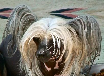 Illusion's Riot In Cell Block 9