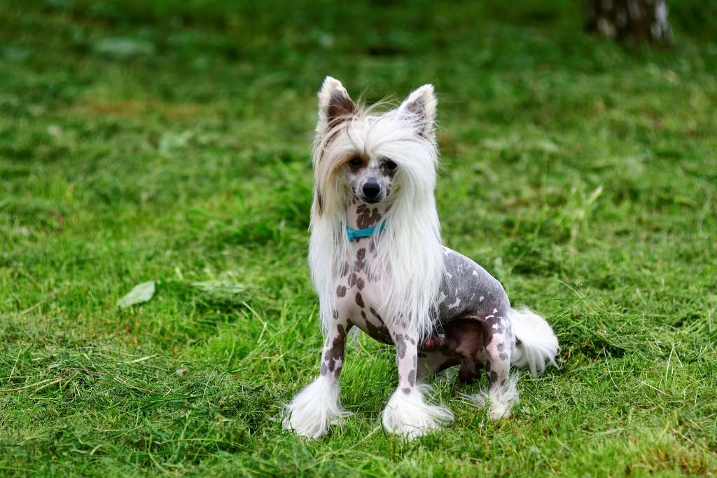Enchanting Rocky Winning Smile