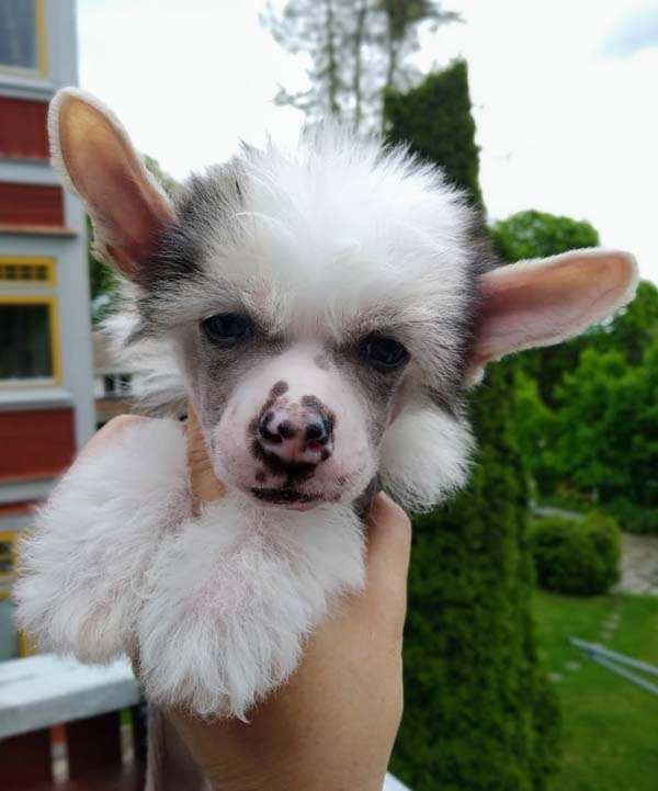 Bellatrix Luckycharm Zeta