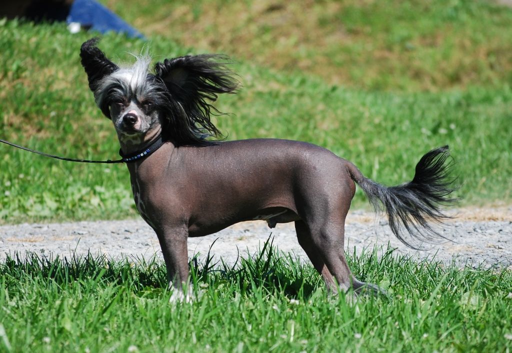 Trønderpia's Just Consider Me