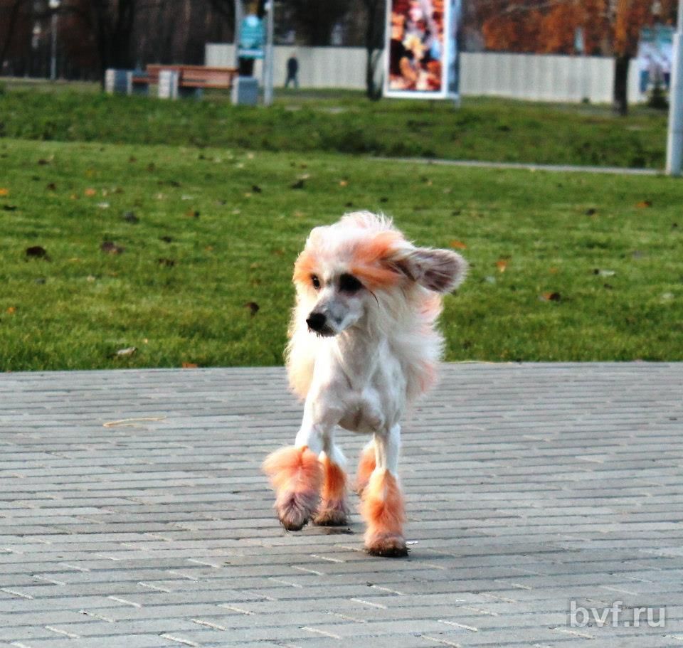 Avtoritet ot Volnogo Psa