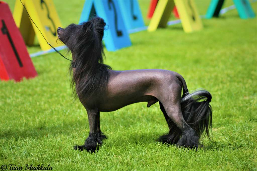 Charuyuschiy Soblazn Izbranny Favorit