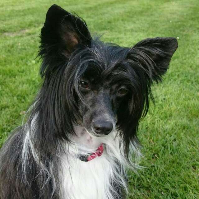 Anna Sky Kennel Vasilisa